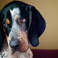 Bluetick Coonhound, picture 2 of 10