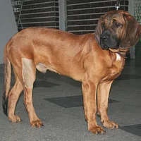Hanoverian Scenthound, picture 2 of 9