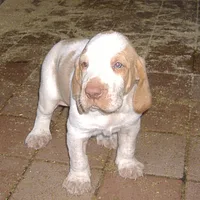 Bracco Italiano, picture 9 of 9