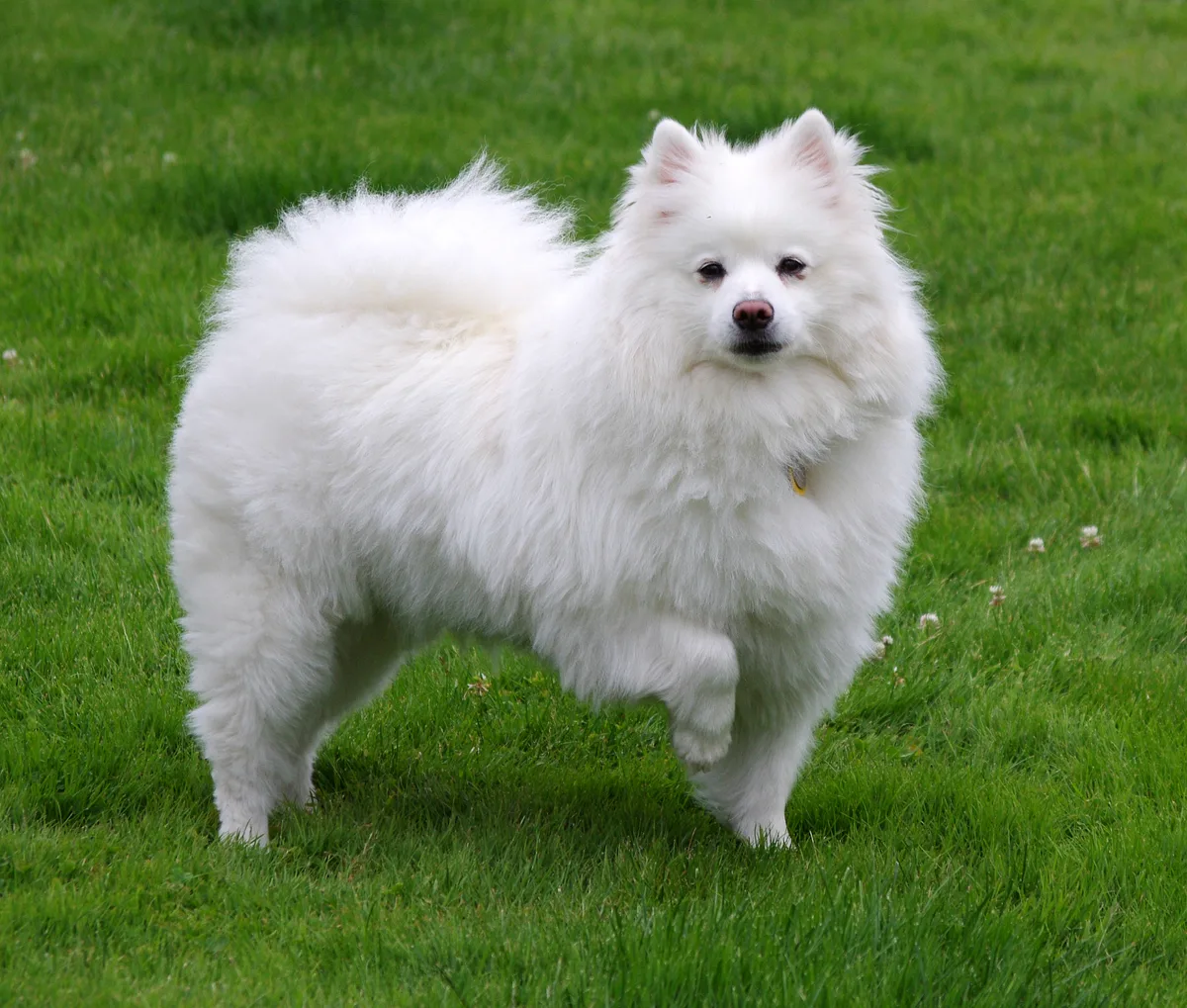 American Eskimo Dog dog, photographed by Christmas w/a K
