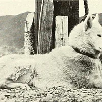 Yakutian Laika, picture 2 of 8