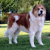 Caucasian Shepherd Dog
