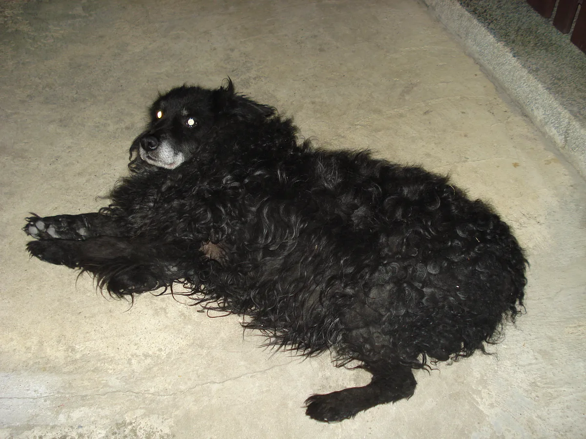 Croatian Sheepdog