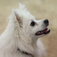 American Eskimo Dog, picture 2 of 10