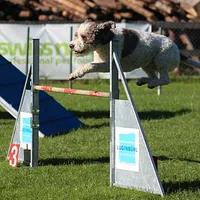 Lagotto Romagnolo, picture 5 of 6