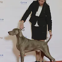 Weimaraner, picture 8 of 8