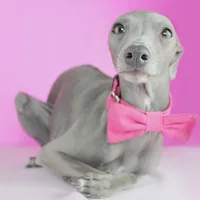 Italian Greyhound, picture 4 of 8