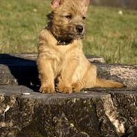 Norwich Terrier, picture 8 of 10
