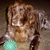 German Longhaired Pointer