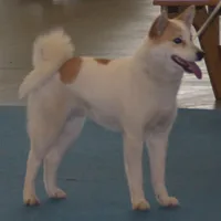 Norrbottenspets, picture 2 of 6