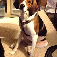 Treeing Walker Coonhound, picture 7 of 10