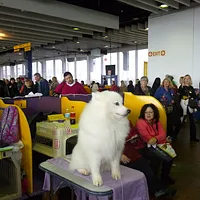 American Eskimo Dog, picture 10 of 10