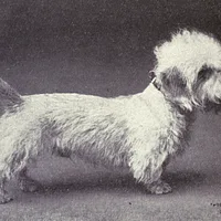 Dandie Dinmont Terrier, picture 4 of 8