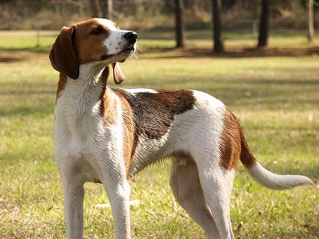 Treeing Walker Coonhound dog, photographed by Kingkong954