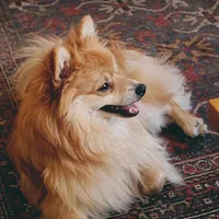 German Spitz