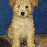 Pumi, picture 7 of 10