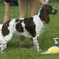 English Springer Spaniel, picture 7 of 8
