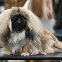 Pekingese, picture 3 of 7