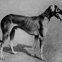 Saluki, picture 9 of 9