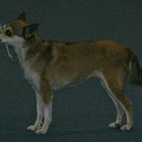 Norwegian Lundehund
