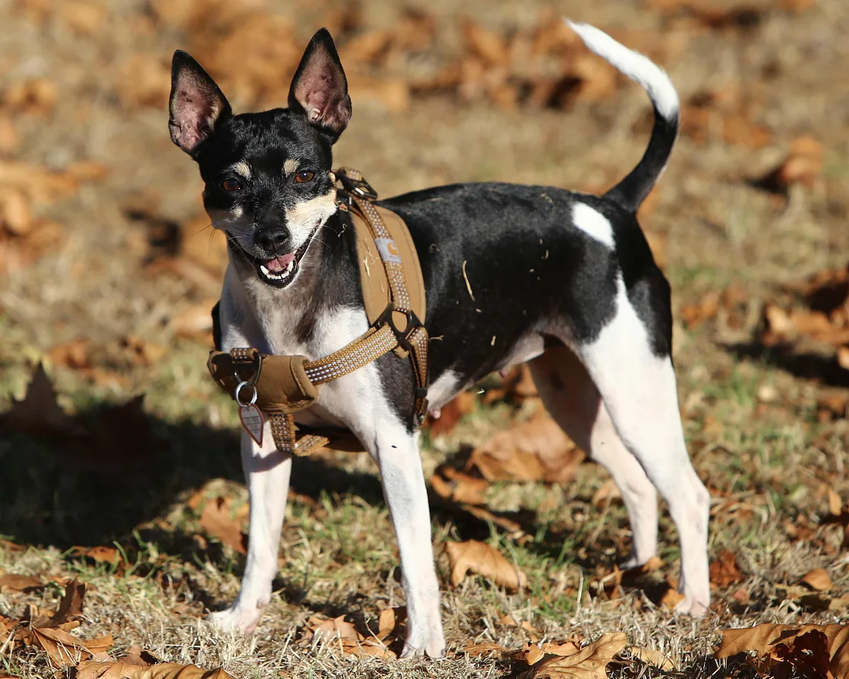 Rat Terrier dog, photographed by Jadenschaul