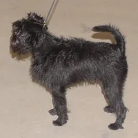 Affenpinscher