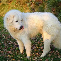 Bergamasco Sheepdog, picture 6 of 9