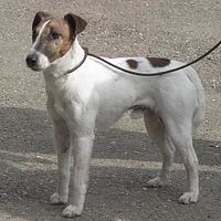 Wire Fox Terrier, picture 4 of 8