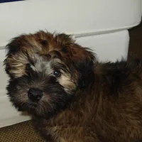 Soft Coated Wheaten Terrier, picture 8 of 8