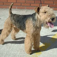 Airedale Terrier, picture 4 of 10