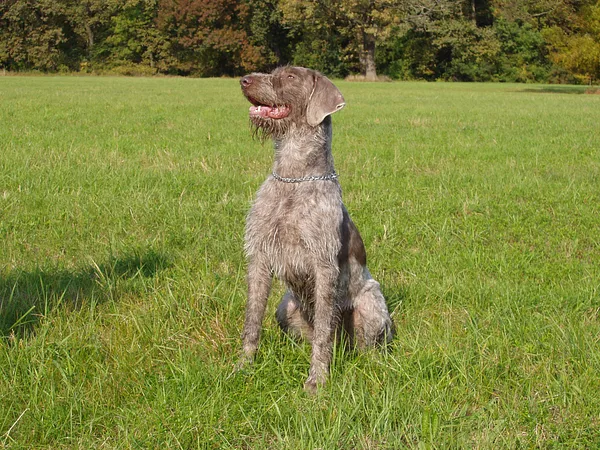 A Slovakian Wirehaired Pointer