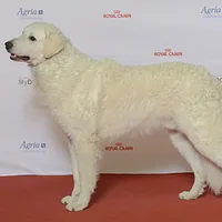 Kuvasz, picture 3 of 9