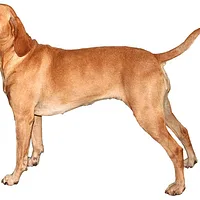 Portuguese Pointer, picture 1 of 6
