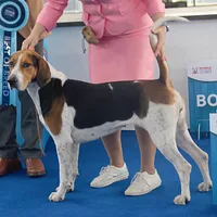 English Foxhound
