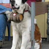 Saint Bernard, picture 4 of 9