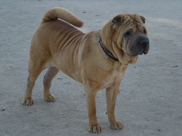 A Chinese Shar-Pei
