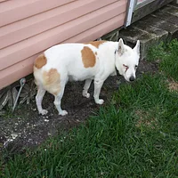 Australian Stumpy Tail Cattle Dog