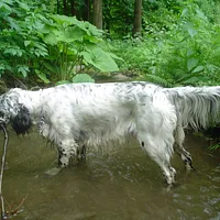 English Setter, picture 3 of 7
