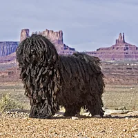 A Puli dog