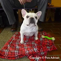 French Bulldog
