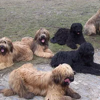 Briard, picture 10 of 10