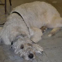 Scottish Deerhound, picture 6 of 9
