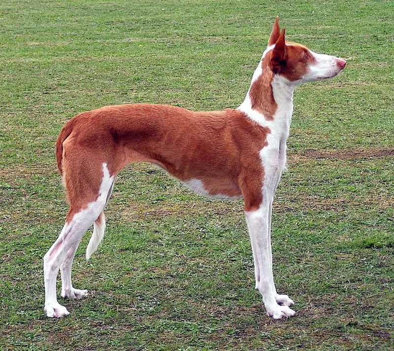 Ibizan Hound dog, photographed by Jan Eduard, corrected by Pleple2000
