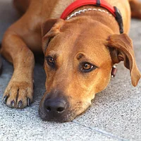 Rhodesian Ridgeback, picture 5 of 6
