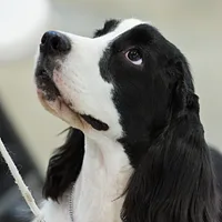 Cocker Spaniel