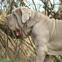 Neapolitan Mastiff, picture 8 of 9