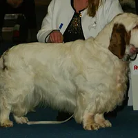 Clumber Spaniel, picture 9 of 9