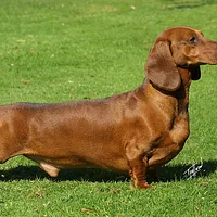 A Dachshund dog