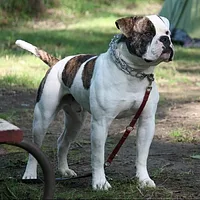 American Bulldog, picture 2 of 8