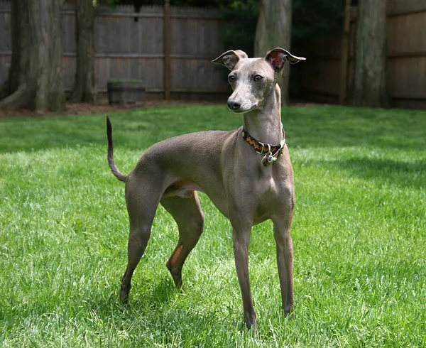 A Italian Greyhound